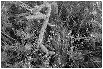 Close-up of cactus and blooming wildflowers, Rincon Mountain District. Saguaro National Park ( black and white)