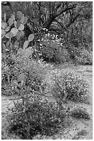 Cactus, brittlebush, and trees, Rincon Mountain District. Saguaro National Park ( black and white)