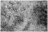 Ground view with tiny flowers and cactus skeleton, Rincon Mountain District. Saguaro National Park ( black and white)