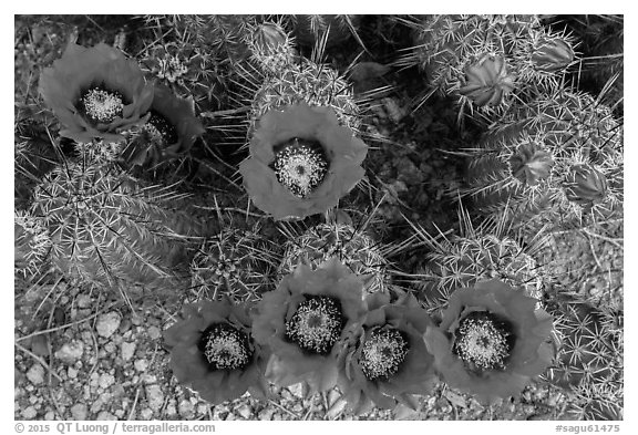 Close-up of hedgehog cactus in bloom, Rincon Mountain District. Saguaro National Park (black and white)