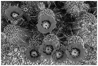 Close-up of hedgehog cactus in bloom, Rincon Mountain District. Saguaro National Park ( black and white)