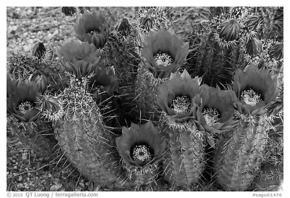Blooming hedgehog cactus. Saguaro National Park (black and white)