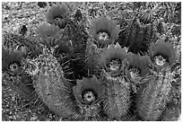 Blooming hedgehog cactus. Saguaro National Park ( black and white)