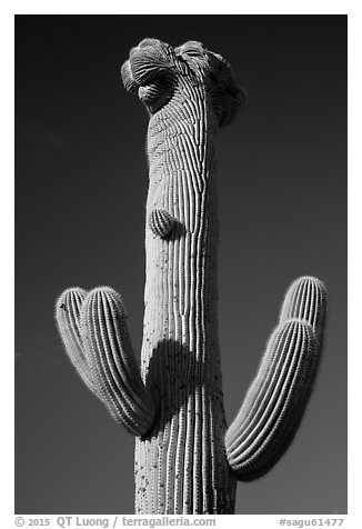 Crested Saguaro cactus top. Saguaro National Park (black and white)