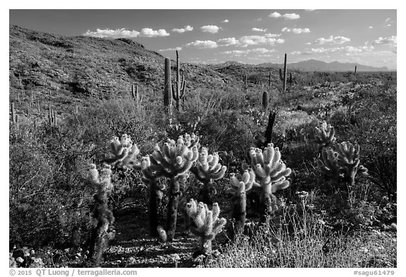 Desert in spring with cholla cactus, Rincon Mountain District. Saguaro National Park (black and white)