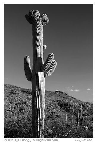 Crested Saguaro cactus, Rincon Mountain District. Saguaro National Park (black and white)