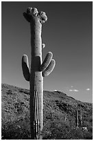 Crested Saguaro cactus, Rincon Mountain District. Saguaro National Park ( black and white)