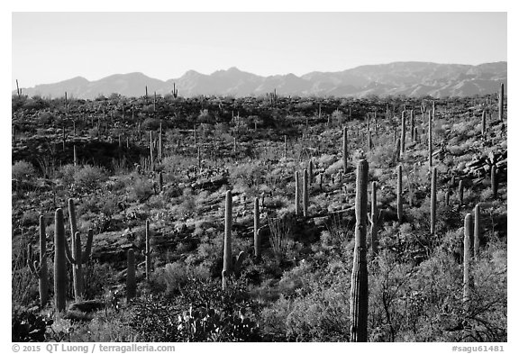 Lush Sonoran desert landscape, Rincon Mountain District. Saguaro National Park (black and white)