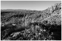 Sonoran desert in bloom, Rincon Mountain District. Saguaro National Park ( black and white)