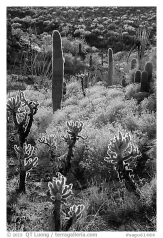 Backlit cholla and saguroa cacti, brittlebush. Saguaro National Park (black and white)