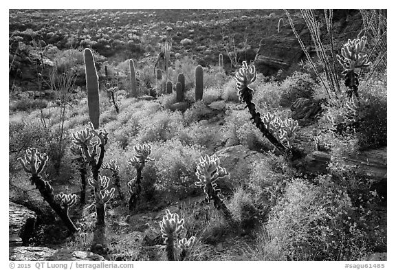 Backlit cactus and brittlebush in bloom, Rincon Mountain District. Saguaro National Park (black and white)