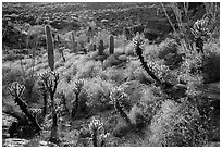 Backlit cactus and brittlebush in bloom, Rincon Mountain District. Saguaro National Park ( black and white)