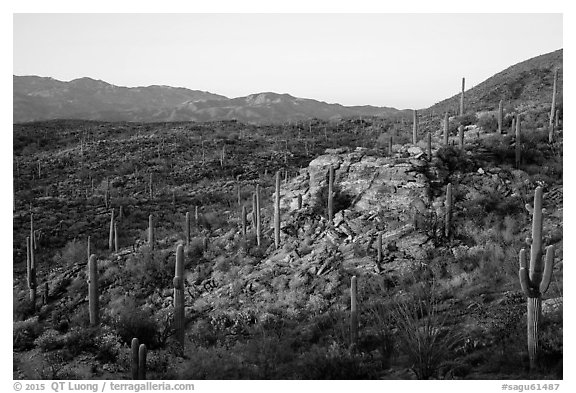 Last light on Sonoran desert, Rincon Mountain District. Saguaro National Park (black and white)