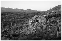 Last light on Sonoran desert, Rincon Mountain District. Saguaro National Park ( black and white)