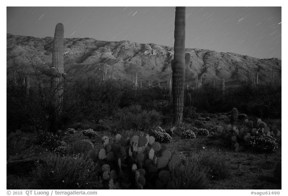 Cactus, Rincon Mountains, and star trails at night. Saguaro National Park (black and white)