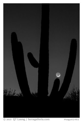 Crescent moon setting over saguaro cactus, Rincon Mountain District. Saguaro National Park (black and white)