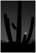 Crescent moon setting over saguaro cactus, Rincon Mountain District. Saguaro National Park ( black and white)