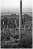 Saguaro cactus and Red Hills at dawn. Saguaro National Park ( black and white)
