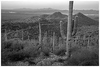Saguaro cactus forest in the spring from hillside at dawn. Saguaro National Park ( black and white)