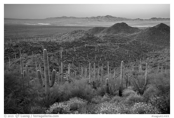 Saguaro cactus forest and Red Hills at sunrise. Saguaro National Park (black and white)