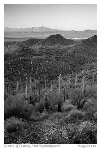 Saguaro cactus forest, Red Hills, and Kit Peak at sunrise. Saguaro National Park (black and white)