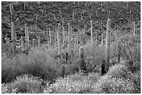 Brittlebush flowers, ocotillo and dense cactus forest. Saguaro National Park ( black and white)
