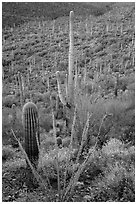 Ocotillo, brittlebush flowers, and cactus forest. Saguaro National Park ( black and white)