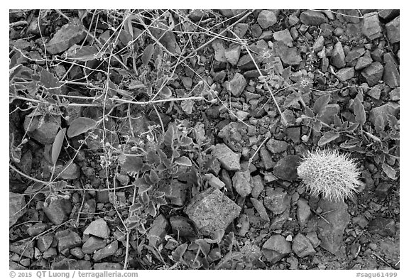 Ground close-up with blooming flowers and fallen cholla cactus. Saguaro National Park (black and white)