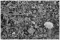 Ground close-up with blooming flowers and fallen cholla cactus. Saguaro National Park ( black and white)