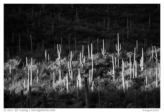 Spotlight on group of saguaro cacti. Saguaro National Park (black and white)