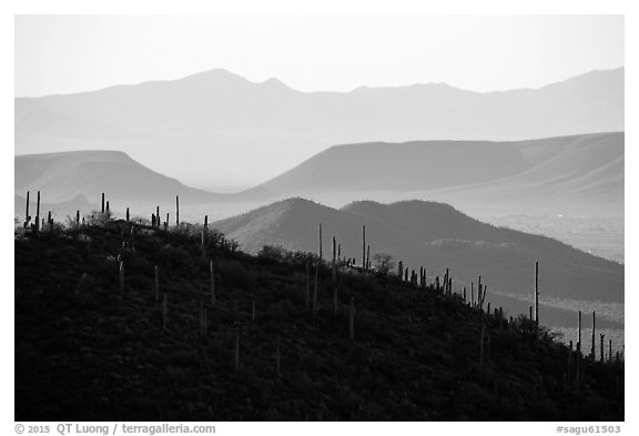 Cactus and distant desert mountain ridges. Saguaro National Park (black and white)