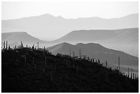 Cactus and distant desert mountain ridges. Saguaro National Park ( black and white)