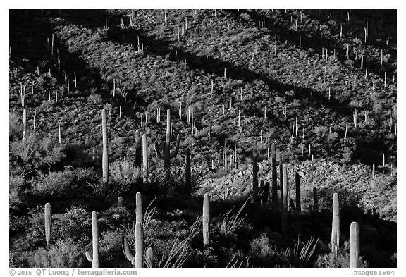 Shadows delineating ridges with saguaro cactus. Saguaro National Park (black and white)