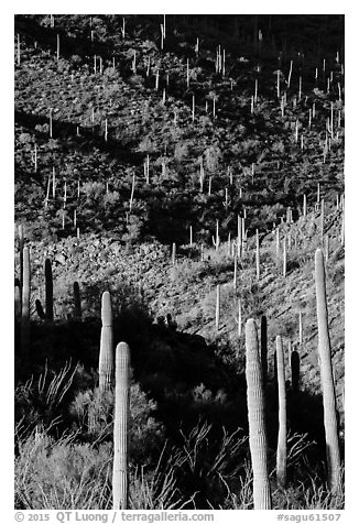 Ridges, shadows, and saguaro cacti. Saguaro National Park (black and white)