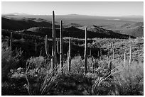 Cactus forest from Tucson Mountains. Saguaro National Park ( black and white)