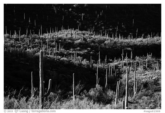 Saguaro cactus on hill ridges. Saguaro National Park (black and white)