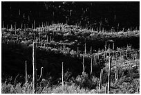 Saguaro cactus on hill ridges. Saguaro National Park ( black and white)