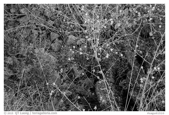 Close-up of vibrant desert blooms. Saguaro National Park (black and white)