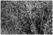 Close-up of vibrant desert blooms. Saguaro National Park ( black and white)