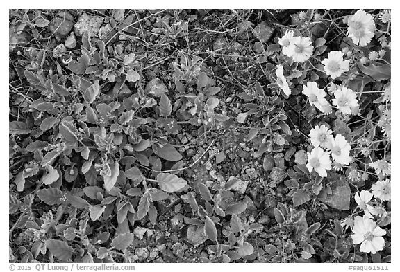 Ground close-up with purple wildflowers and brittlebush. Saguaro National Park (black and white)