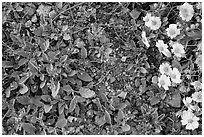 Ground close-up with purple wildflowers and brittlebush. Saguaro National Park ( black and white)