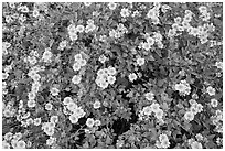 Close-up of brittlebush in bloom. Saguaro National Park ( black and white)