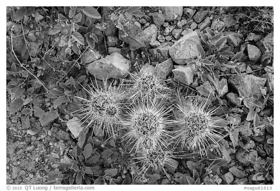 Ground close-up with cactus and wildflowers. Saguaro National Park (black and white)