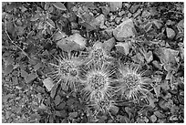 Ground close-up with cactus and wildflowers. Saguaro National Park ( black and white)