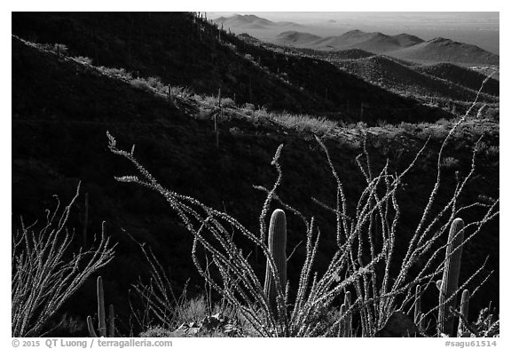 Ocotillo and mountain ridges. Saguaro National Park (black and white)