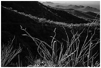 Ocotillo and mountain ridges. Saguaro National Park ( black and white)