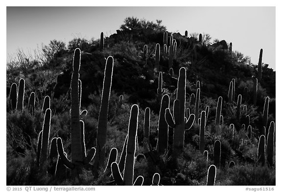 Backlit saguro cacti and hill. Saguaro National Park (black and white)