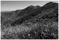 Annual wildflowers and Amole Peak. Saguaro National Park ( black and white)