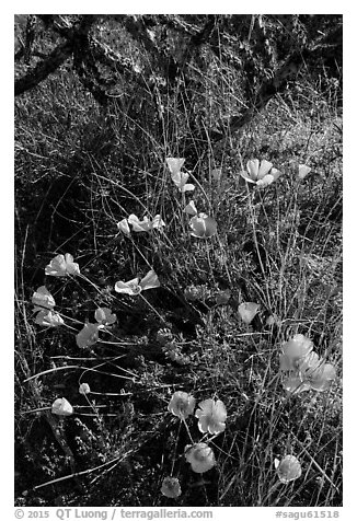 Close-up of poppies and cactus. Saguaro National Park (black and white)