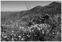 Poppies, cactus, Amole and Wasson Peaks. Saguaro National Park ( black and white)